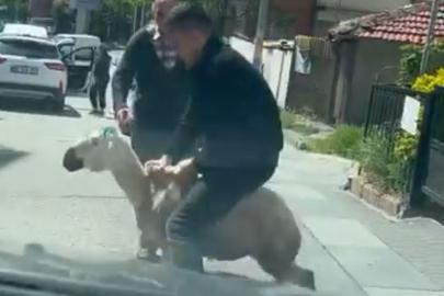 Ankara'da kaçan kurbanlıklar kamerada