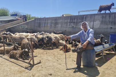 Diyarbakır'da Canlı Hayvan Borsası'nda bayram yoğunluğu