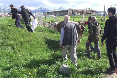 Kurban keserken kalp krizi geçirip öldü
