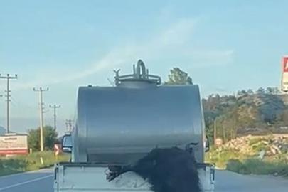 Kurbanlık hayvanı kamyonetin kasasından sarkıtarak taşıyan sürücüye ceza