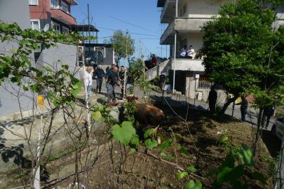 Rize'de kaçan kurbanlık boğa sahiplerine zor anlar yaşattı