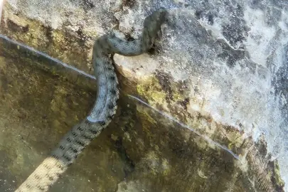 Düzce'de alabalık havuzuna giren yılan paniğe neden oldu