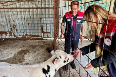 Edirne İpsala hayvancılığında kalite tescillendi