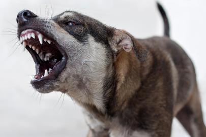 Sahipsiz köpek saldırıları sonrası 3 belediye başkanı hakkında işlem