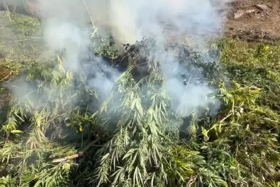 18 ilde uyuşturucuya 80 gözaltı... 1 milyonun üzerinde kenevir ve skunk bitkisine imha