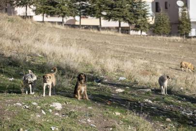 Ankara'da 52 bin sahipsiz sokak hayvanı toplandı