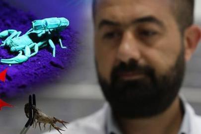 Elazığ'da kuruldu, 5 bin akrep tek bir amaç için yetiştiriliyor! İşte hedefteki 3 ülke