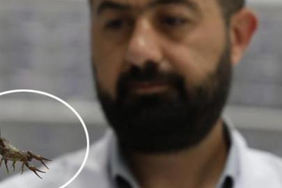 Elazığ'da kuruldu, 5 bin akrep tek bir amaç için yetiştiriliyor!