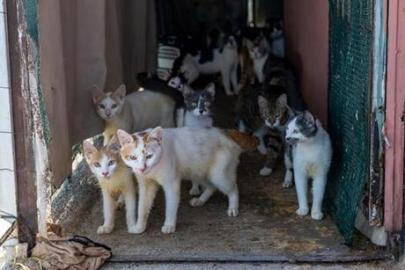 Evden 100 kedi çıktı! Şaşkına çeviren manzara