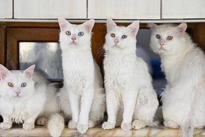 Van'daki Kedi Villası yıl başından bu yana yaklaşık 80 bin ziyaretçi ağırladı